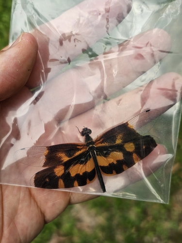 Common Picture Wing