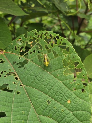 Grass Cicada