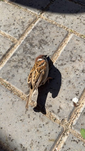 Eurasian Tree Sparrow