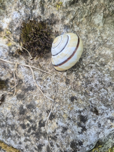 Cepaea nemoralis