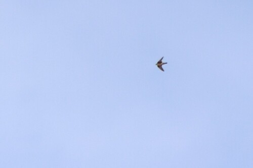 Eurasian Crag-Martin