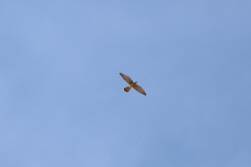 Eurasian Kestrel
