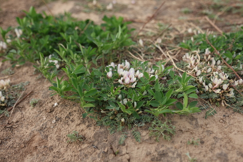 Astragalus scaberrimus