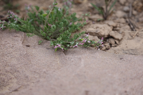 Corydalis bungeana