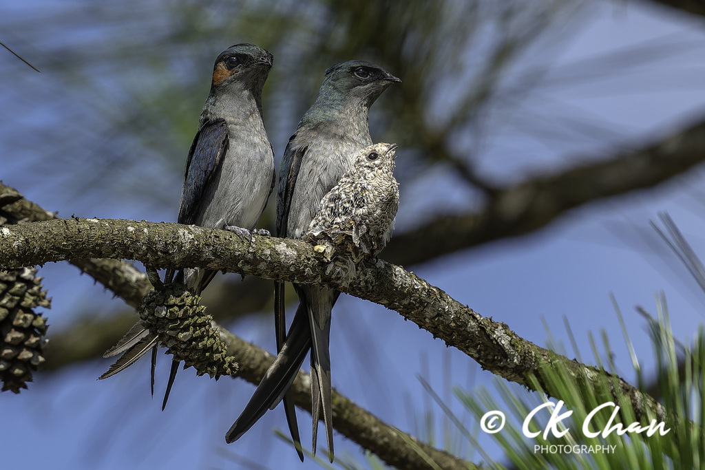 Gray-rumped Treeswift (Hemiprocne longipennis) photo