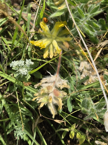 yellow milkvetch