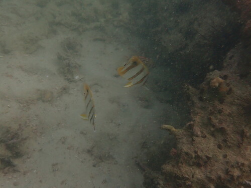 Chelmon rostratus