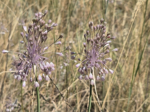 Allium paniculatum