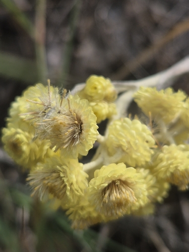 Dwarf Everlasting
