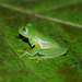 Eastern Giant Glass Frog - Photo (c) 118045436407732272621, all rights reserved, uploaded by 118045436407732272621