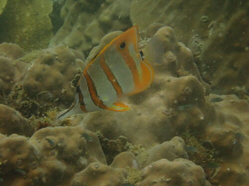 Chelmon rostratus