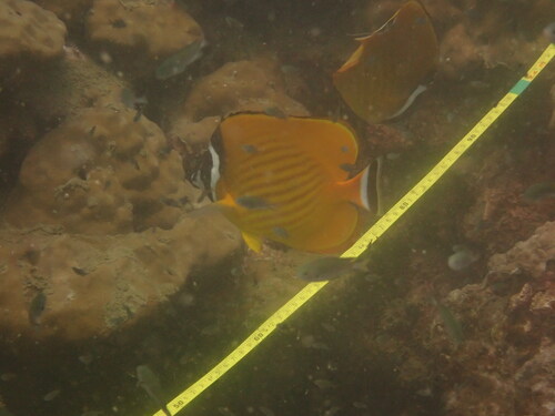 Chaetodon wiebeli
