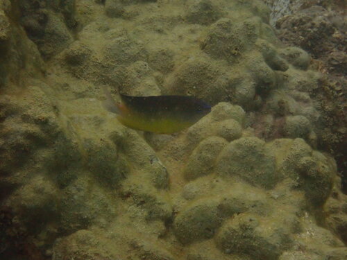 Pomacentrus simsiang