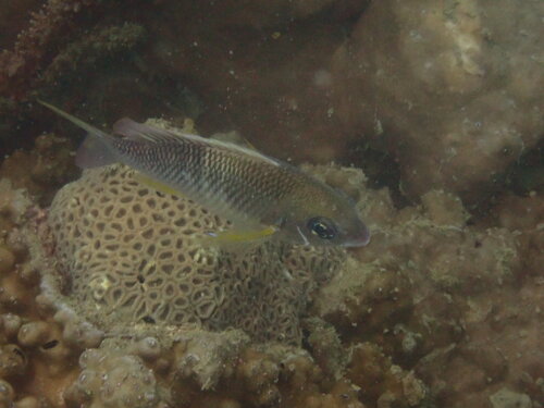 Scolopsis margaritifera