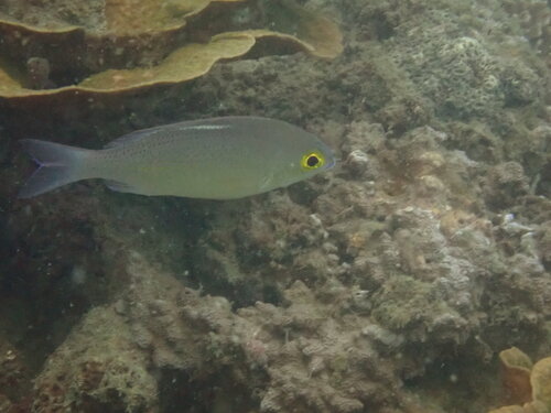 Scolopsis ciliata