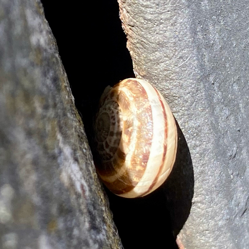 Eobania vermiculata
