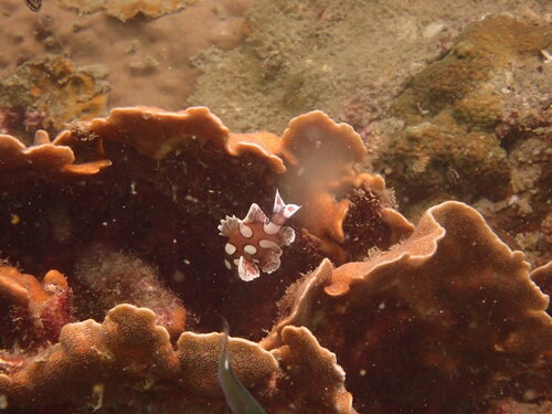 Plectorhinchus chaetodonoides