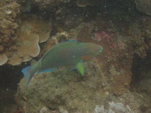 Scarus rivulatus