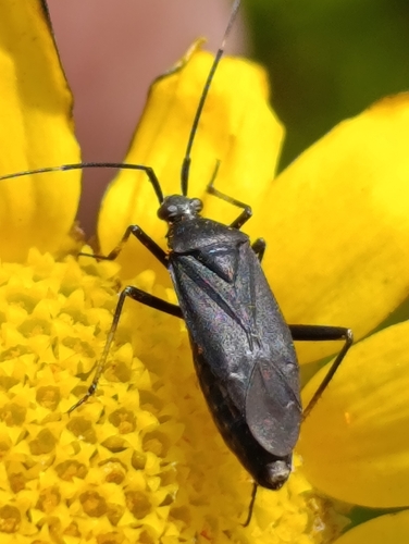 Calocoris nemoralis