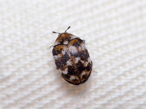 Varied Carpet Beetle