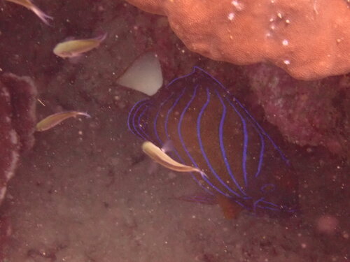 Pomacanthus annularis
