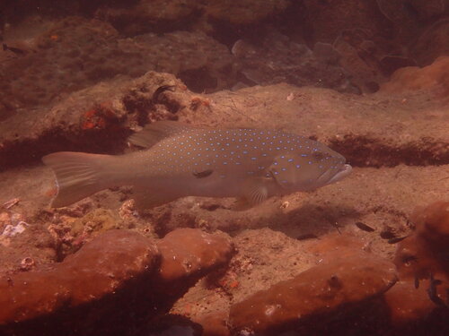 Plectropomus maculatus