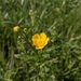 Ranunculus acris friesianus - Photo (c) Hermina Olah Vas, all rights reserved, uploaded by Hermina Olah Vas