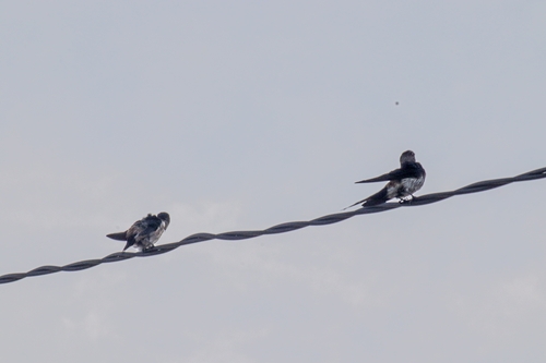 Striated Red-rumped Swallow