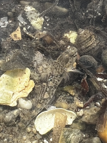 Pomatoschistus microps