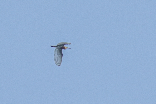 Insular Javan Pond Heron