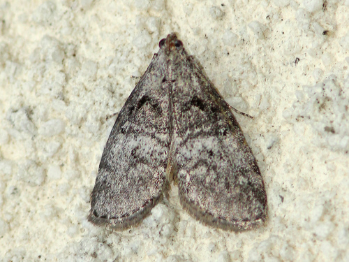 Aspen Webworm Moth