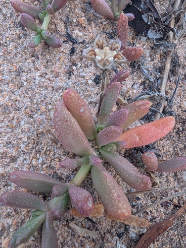 Purple Dewplant