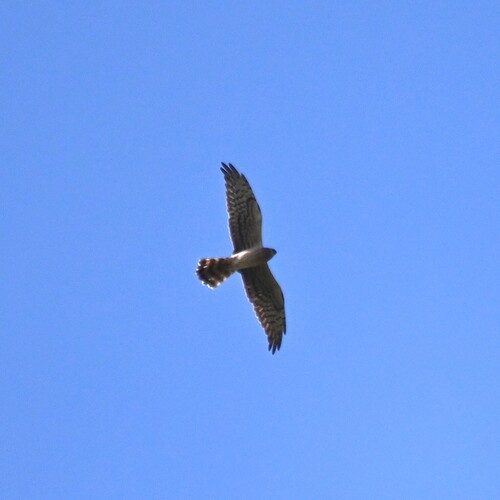 Montagu's Harrier