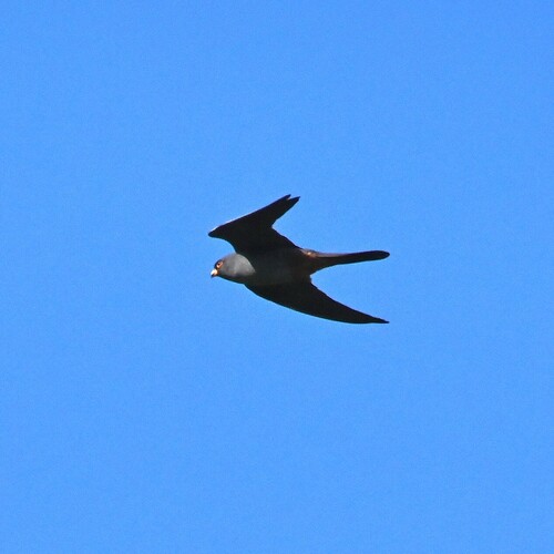 Red-footed Falcon