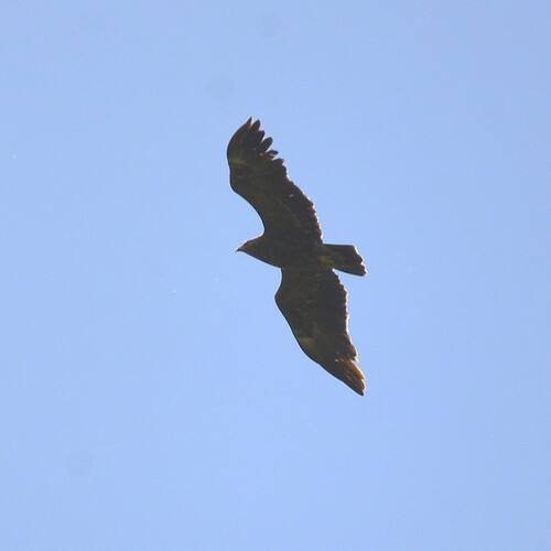 Lesser Spotted Eagle