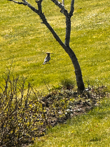 Common Hoopoe