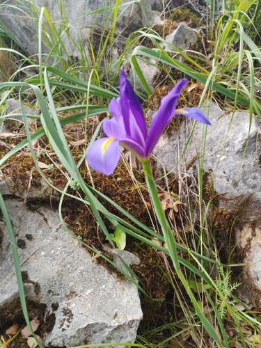 Avistamiento Iris azul de las marismas (Iris xiphium)