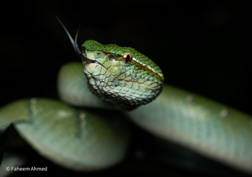 Bornean Keeled Pit Viper