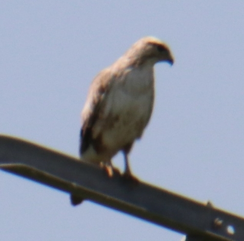 Atlas Long-legged Buzzard