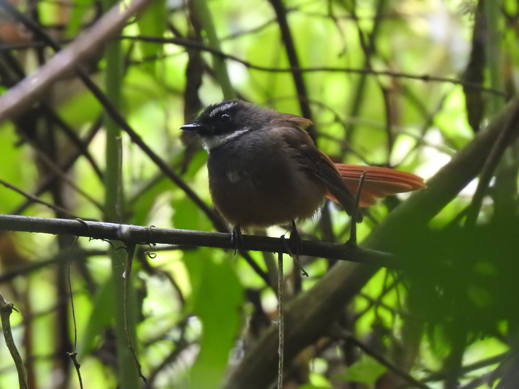 Rufous-tailed Fantail (Rhipidura phoenicura) photo