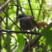 Rufous-tailed Fantail - Photo (c) m choi azis, all rights reserved, uploaded by m choi azis