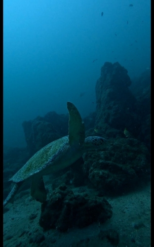 Chelonia mydas