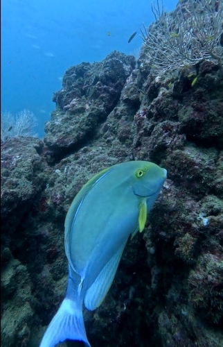 Acanthurus xanthopterus