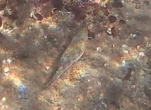 Sparisoma cretense