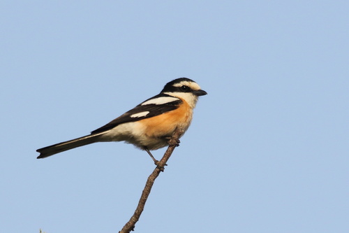 Masked Shrike