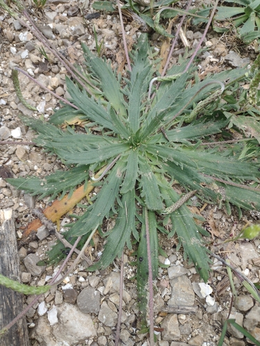 Buck's-horn Plantain