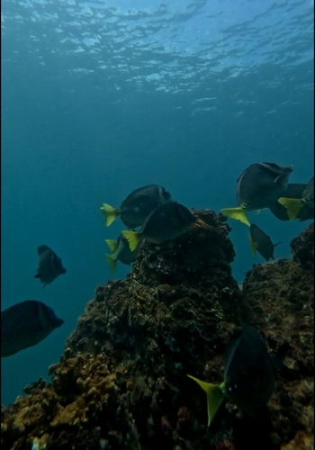 Prionurus laticlavius