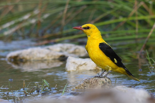 Eurasian Golden Oriole