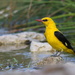Eurasian Golden Oriole - Photo (c) Carlos N. G. Bocos, all rights reserved, uploaded by Carlos N. G. Bocos