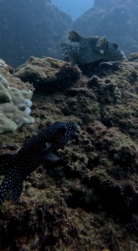 Arothron meleagris